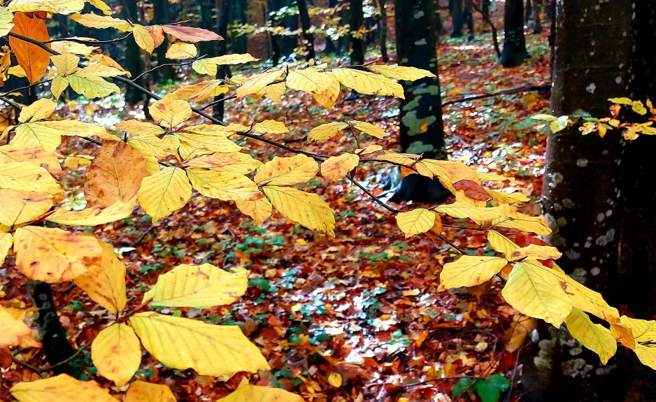 Izlet na Medvednicu umjesto Gorskog kotara 10.10.2021.