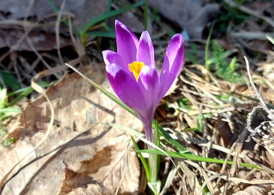 Planinarski izlet na Ivanščicu (1060 m) 18.3.2023.